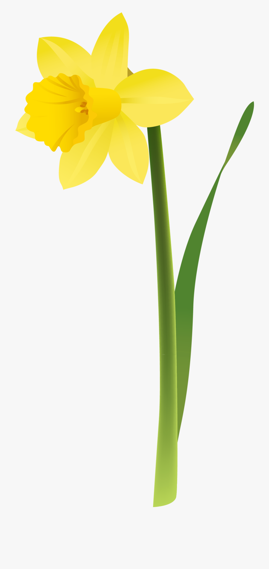 Daffodil, Transparent Clipart