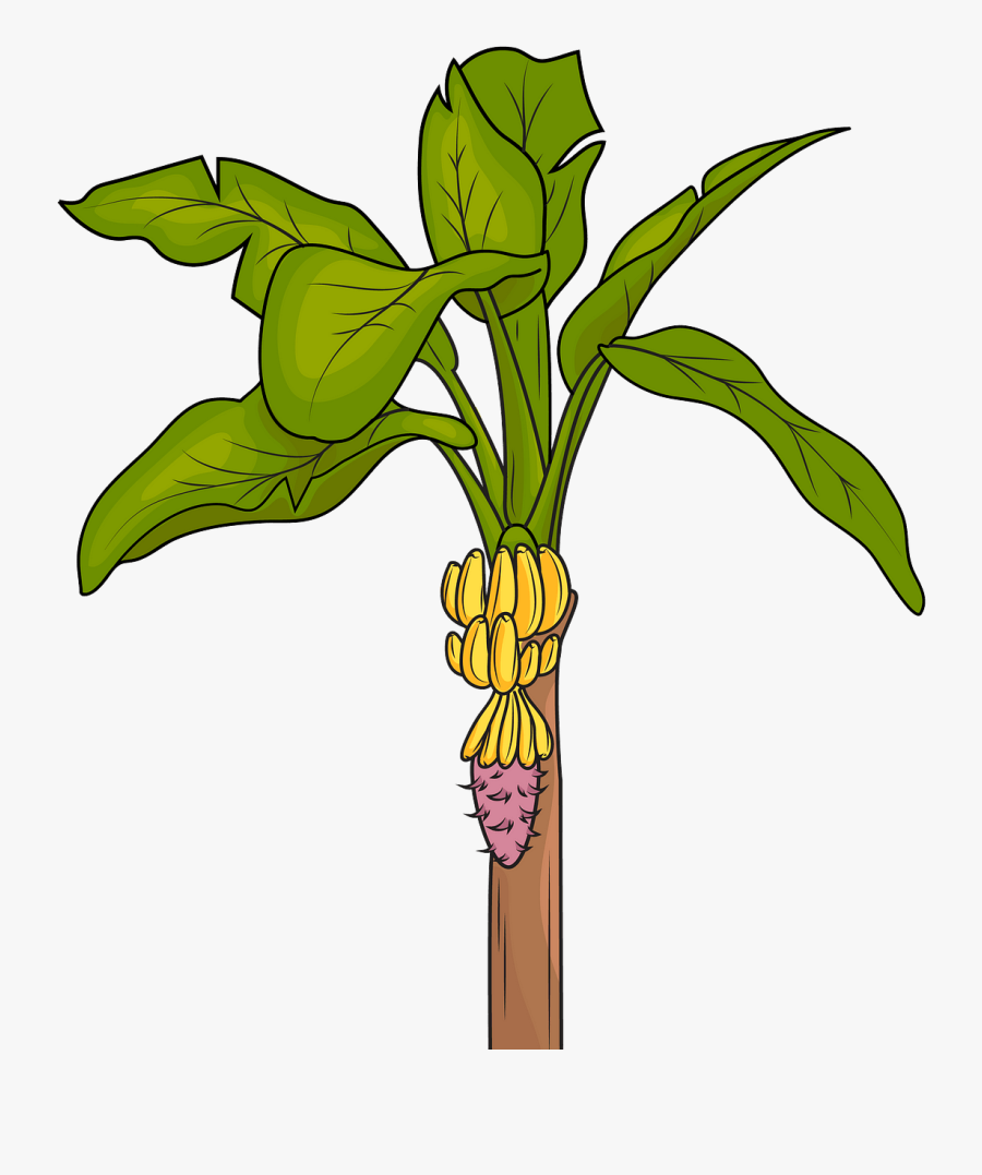 Banana Tree Clipart, Transparent Clipart