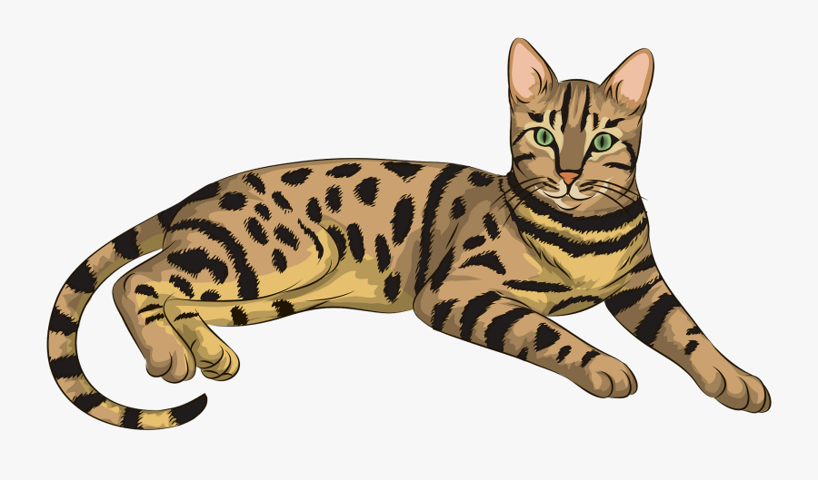 Bengal Cat Clear Background, Transparent Clipart
