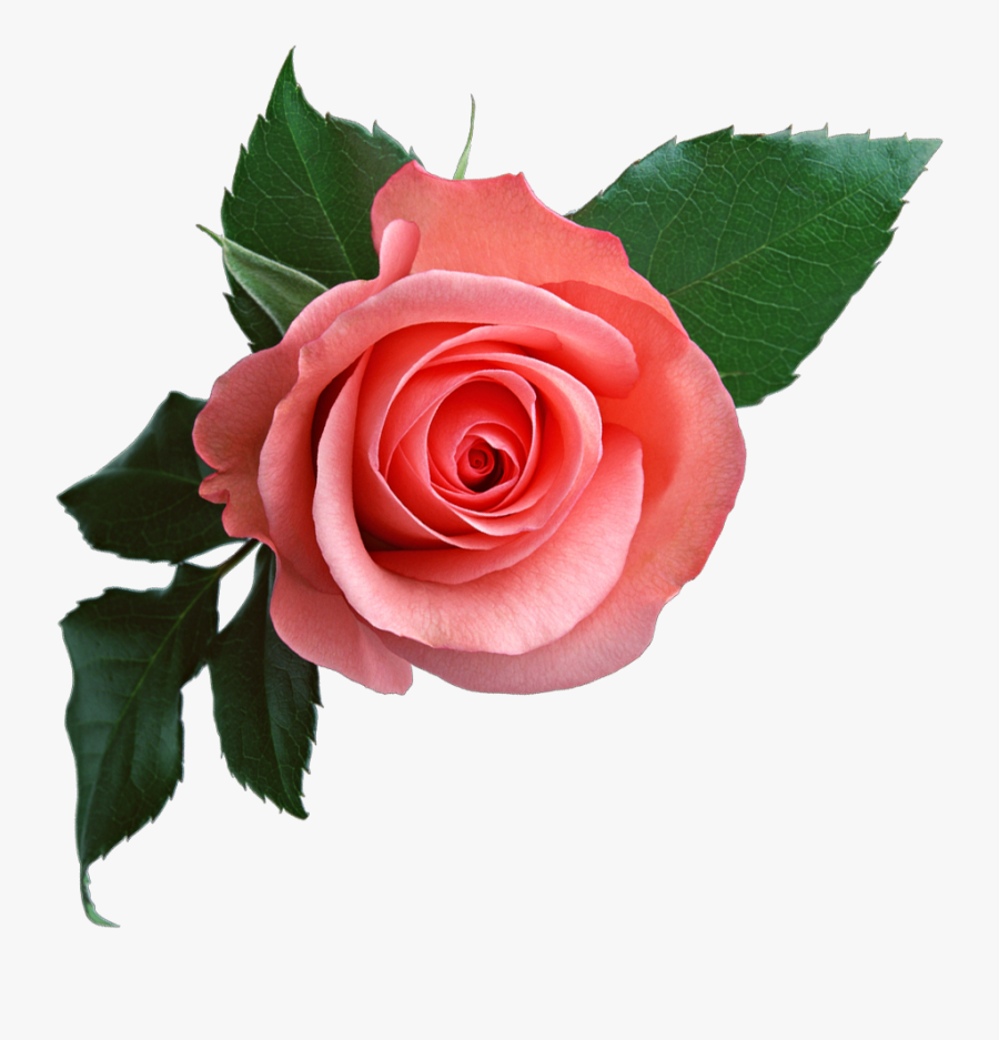 Pink Rose Transparent Background, Transparent Clipart