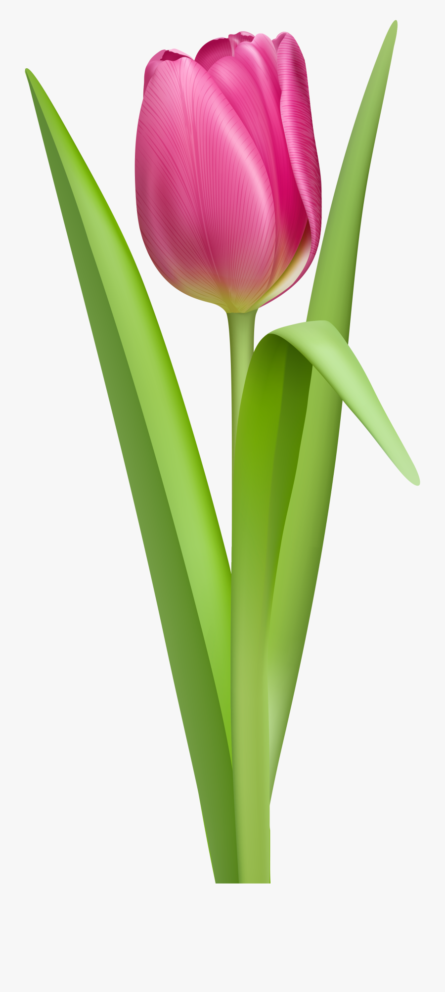 Tulip Png, Transparent Clipart