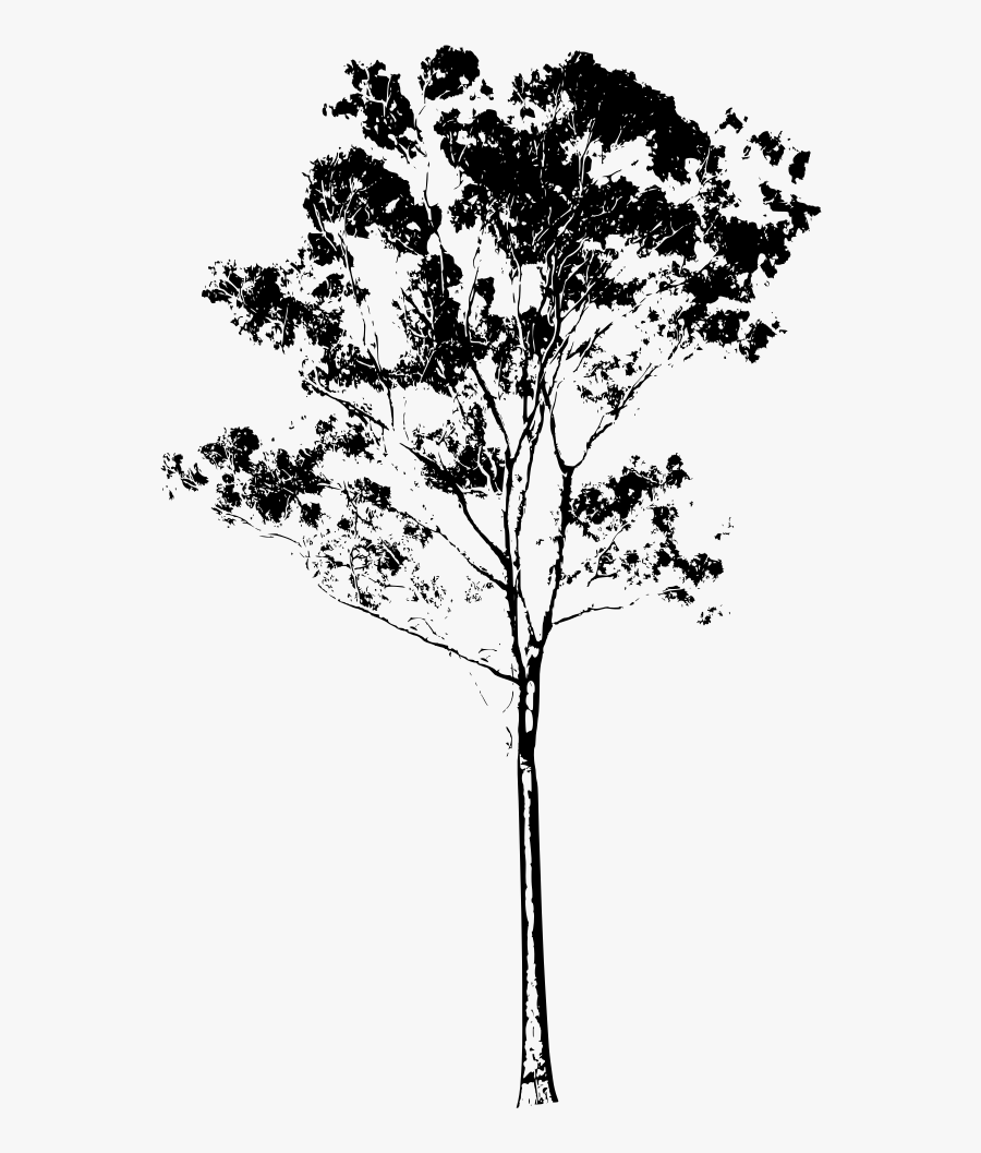 Eucalyptus Tree Clipart Library Download - Native Australian Trees Png, Transparent Clipart