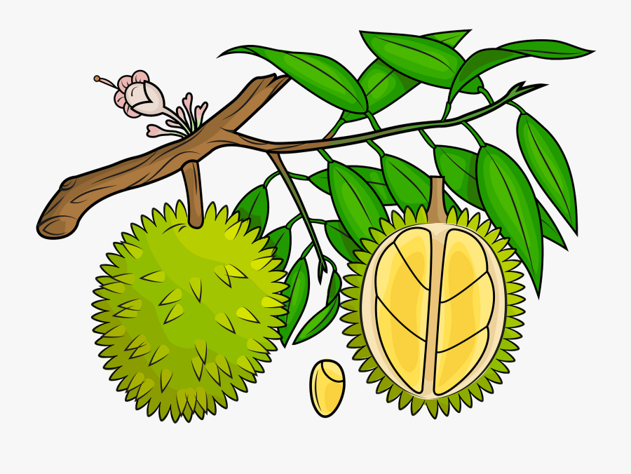 Durian Tree Leaf Vector, Transparent Clipart