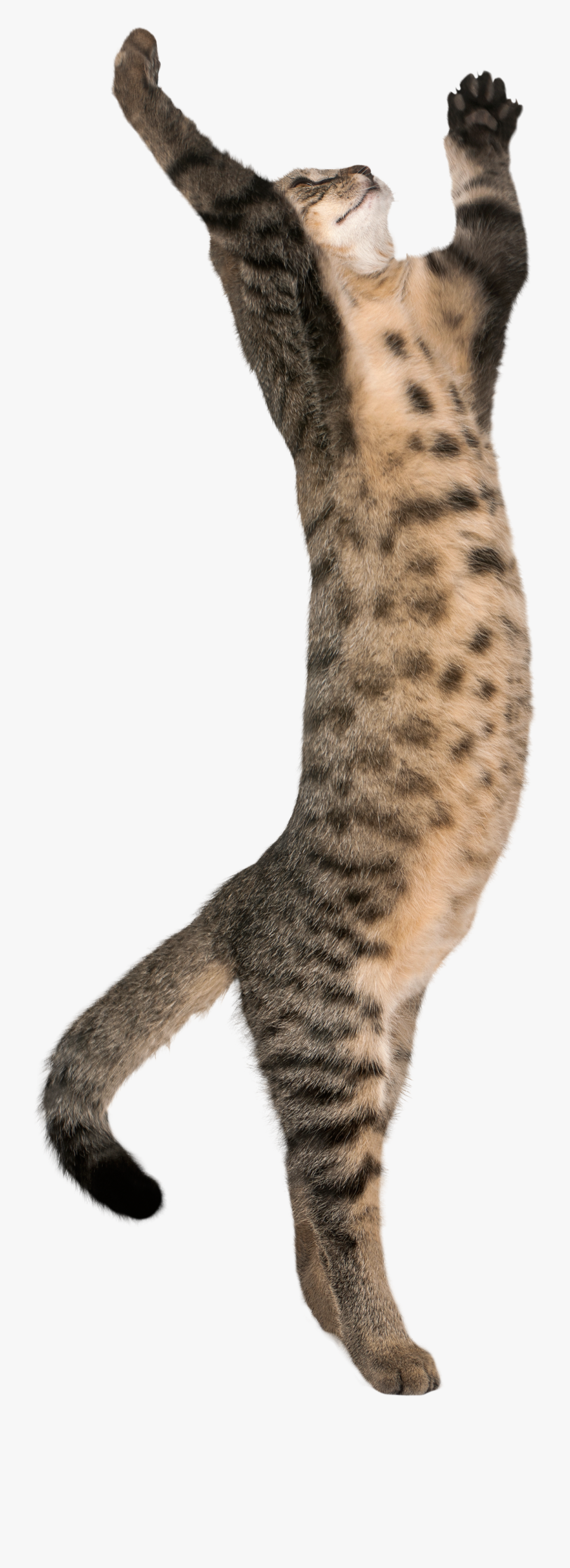 Cat Clipart Beach - High Cat On Two Legs, Transparent Clipart