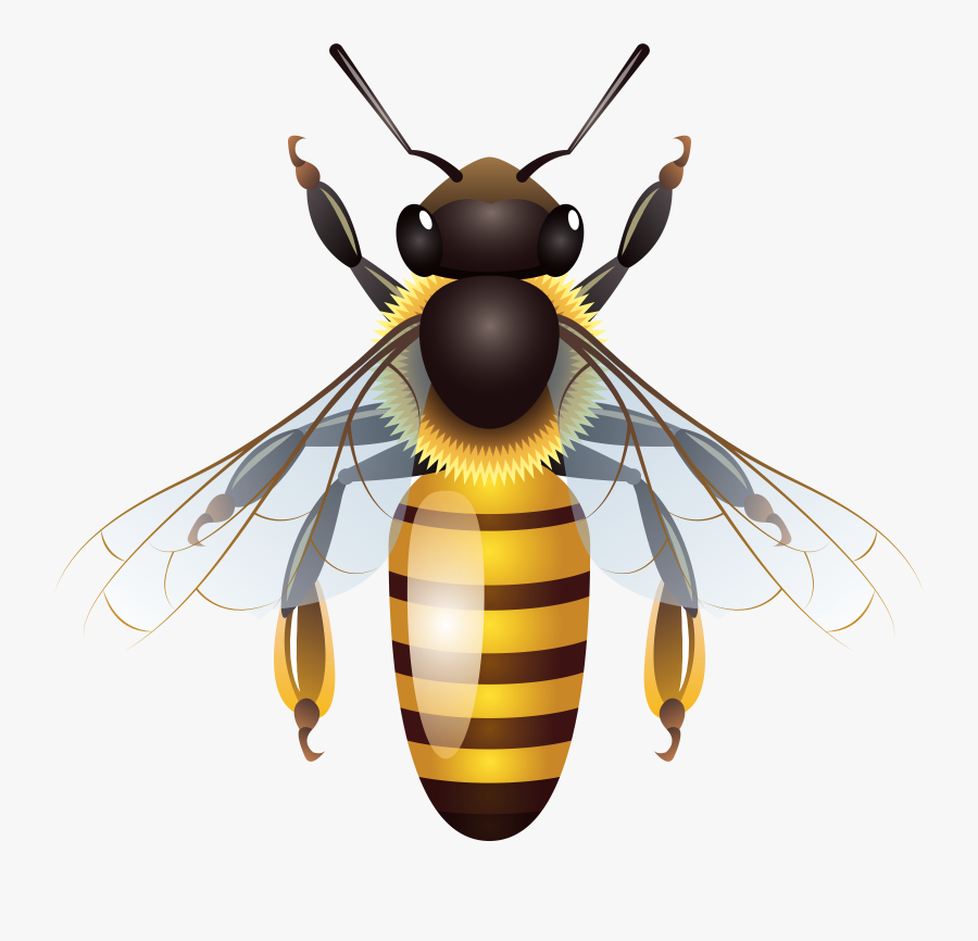 Bee Clipart Free Best On Transparent Png, Transparent Clipart