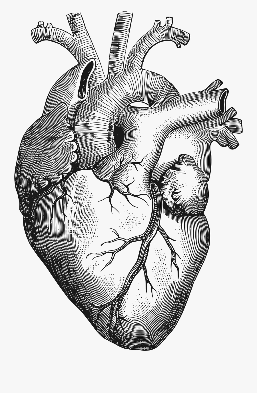 Anatomical Heart - Anatomical Heart Vector Png, Transparent Clipart