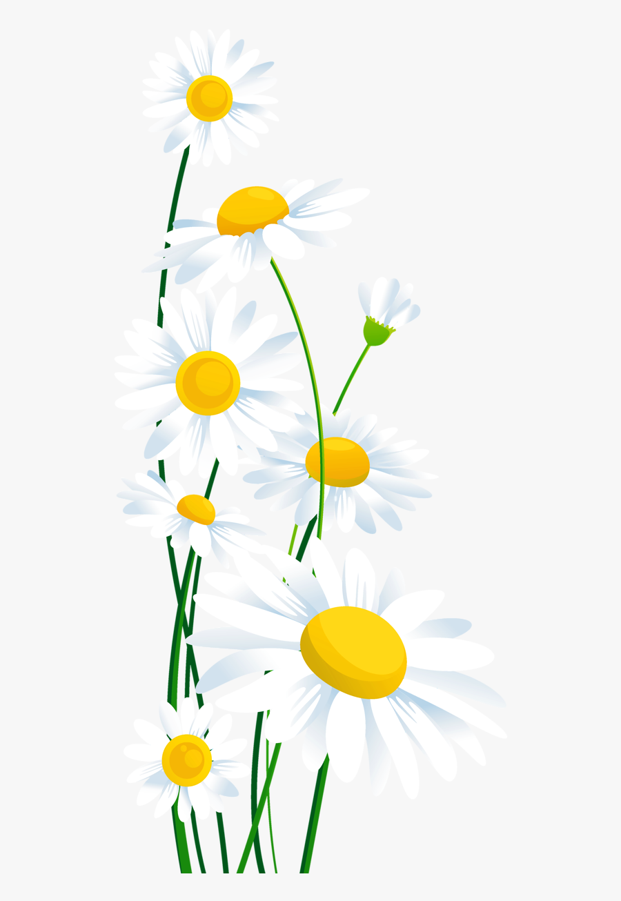 Transparent White Daisies Png Clipart - Transparent Yellow Daisy Background, Transparent Clipart