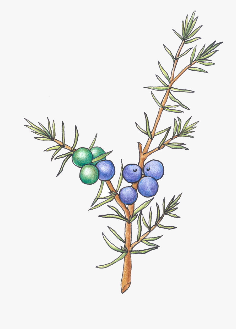 Juniper Berry, Color Pencil Clipart , Png Download - Western Yew, Transparent Clipart