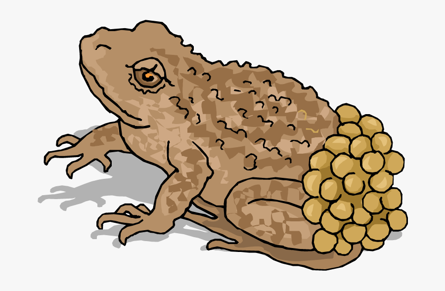 Frog Lay Egg Illustration, Transparent Clipart