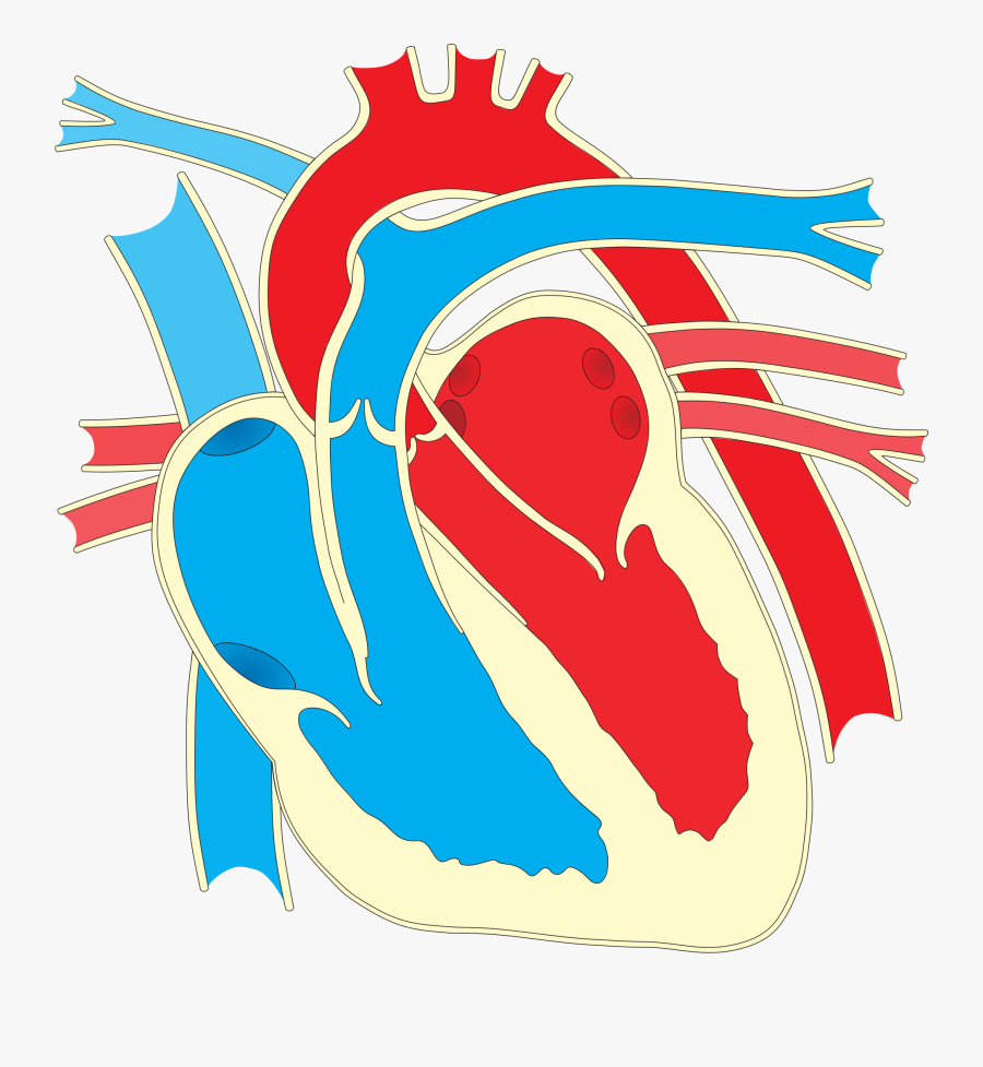 Anatomy Of The Heart Clipart - Big Diagram Of The Heart, Transparent Clipart