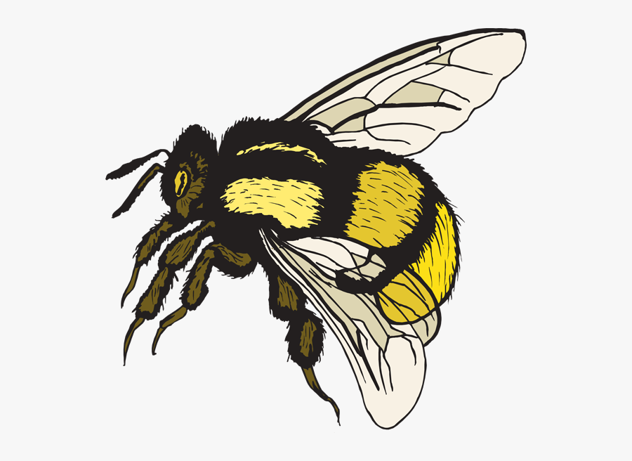 Cartoon Bumble Bee Clip Art Clipart - Clipart Bumble Bee, Transparent Clipart