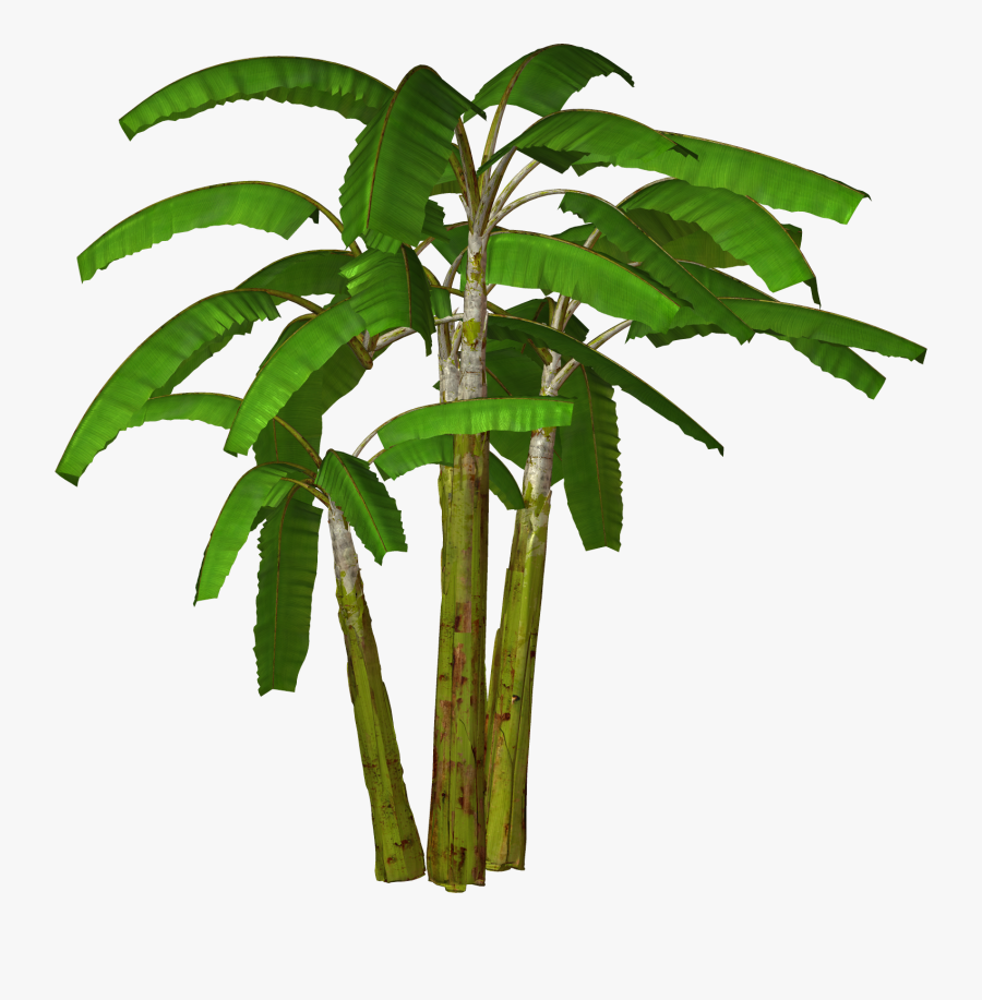 Free High Resolution Graphics - Banana Tree Clipart Png, Transparent Clipart