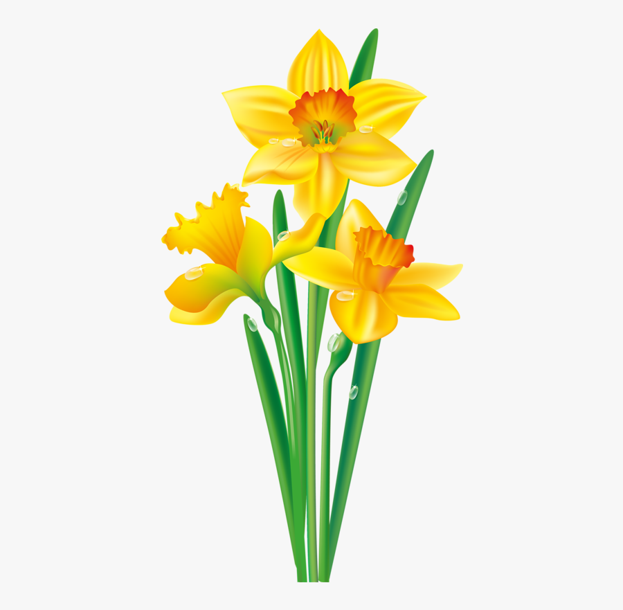 Daffodil Flower Clipart 0104214e0ec36daorig Flowers - Daffodil Clipart, Transparent Clipart