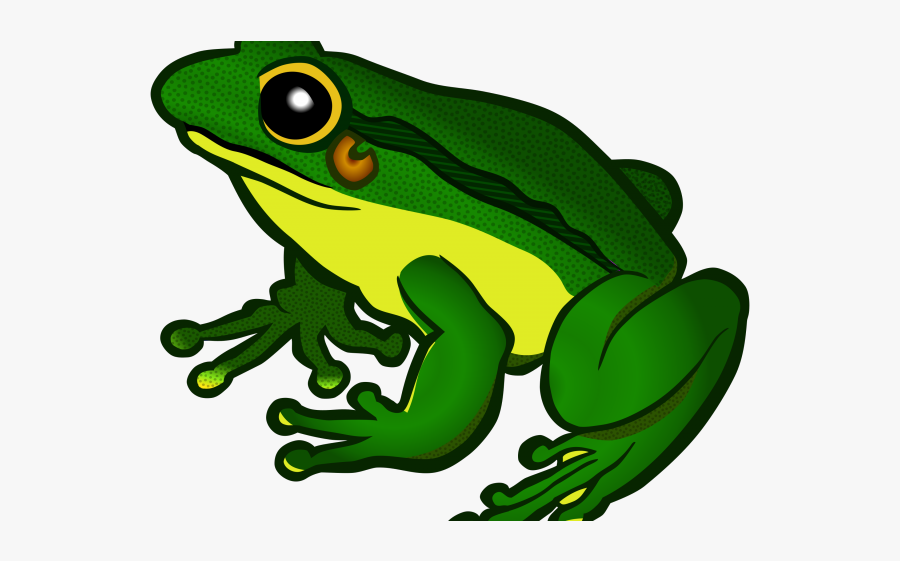 Poison Dart Frog Clipart Transparent Background - Clipart Frog, Transparent Clipart