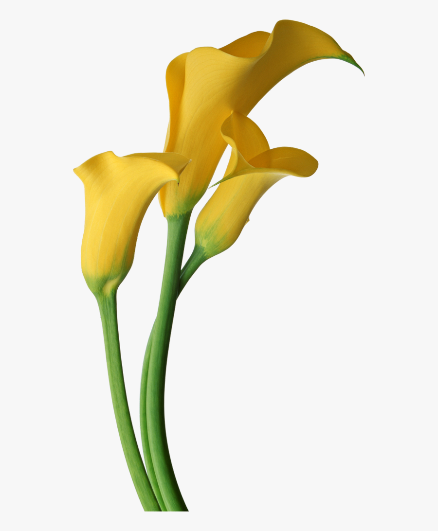 Yellow Transparent Calla Lilies Flowers Clipart - Yellow Calla Lily Clipart...