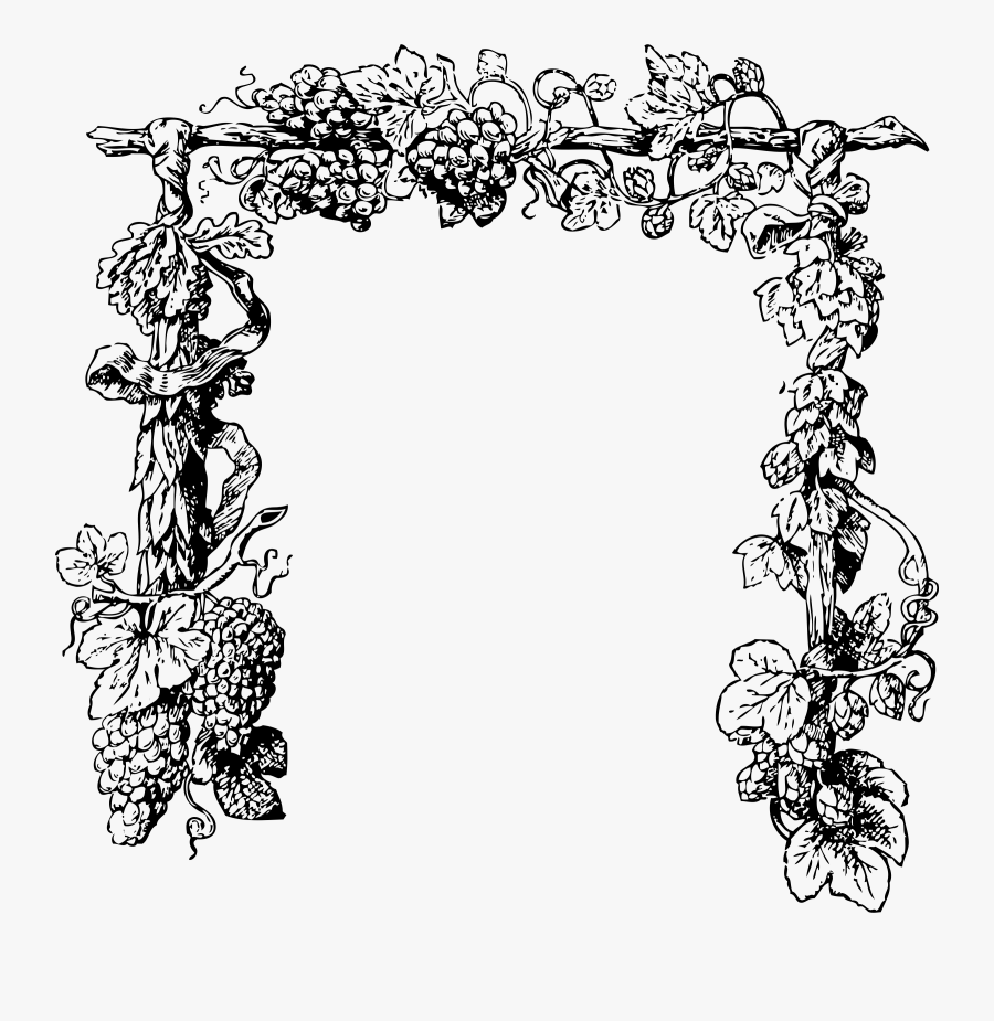 Vine Plant Black And White , Free Transparent Clipart ClipartKey