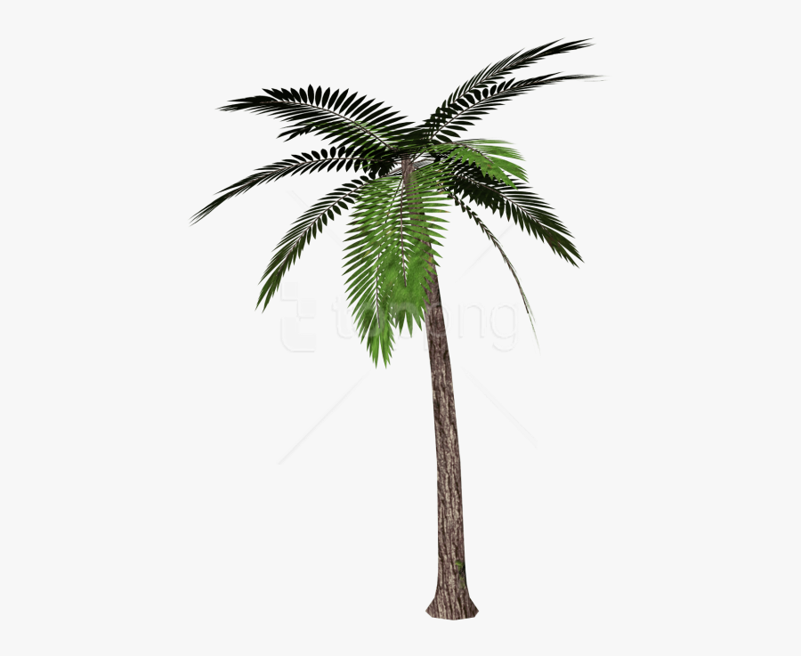 Palm Tree Clipart Green - Palm Tree Transparent Background, Transparent Clipart