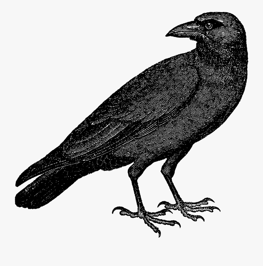 Halloween Bird Clipart - Vintage Raven Drawing, Transparent Clipart