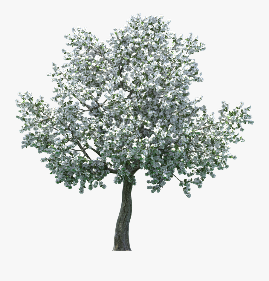 Realistic Blossom Tree Png Clip Art - Transparent Apple Blossom Tree, Transparent Clipart