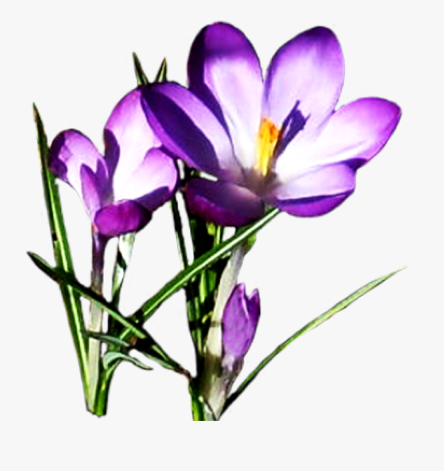 Spring Clipart Flower Plant - Spring Clipart, Transparent Clipart
