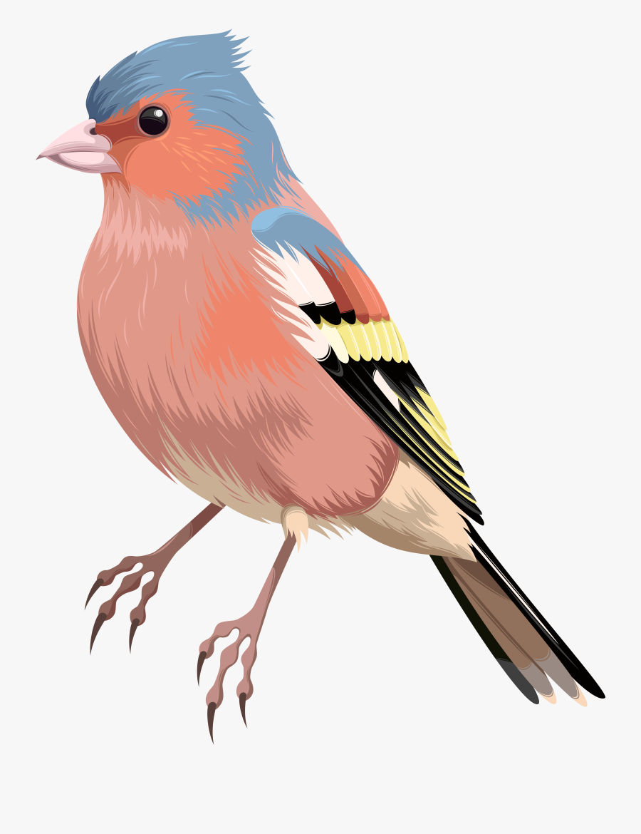 Ideas Robin Bird Clipart, Transparent Clipart