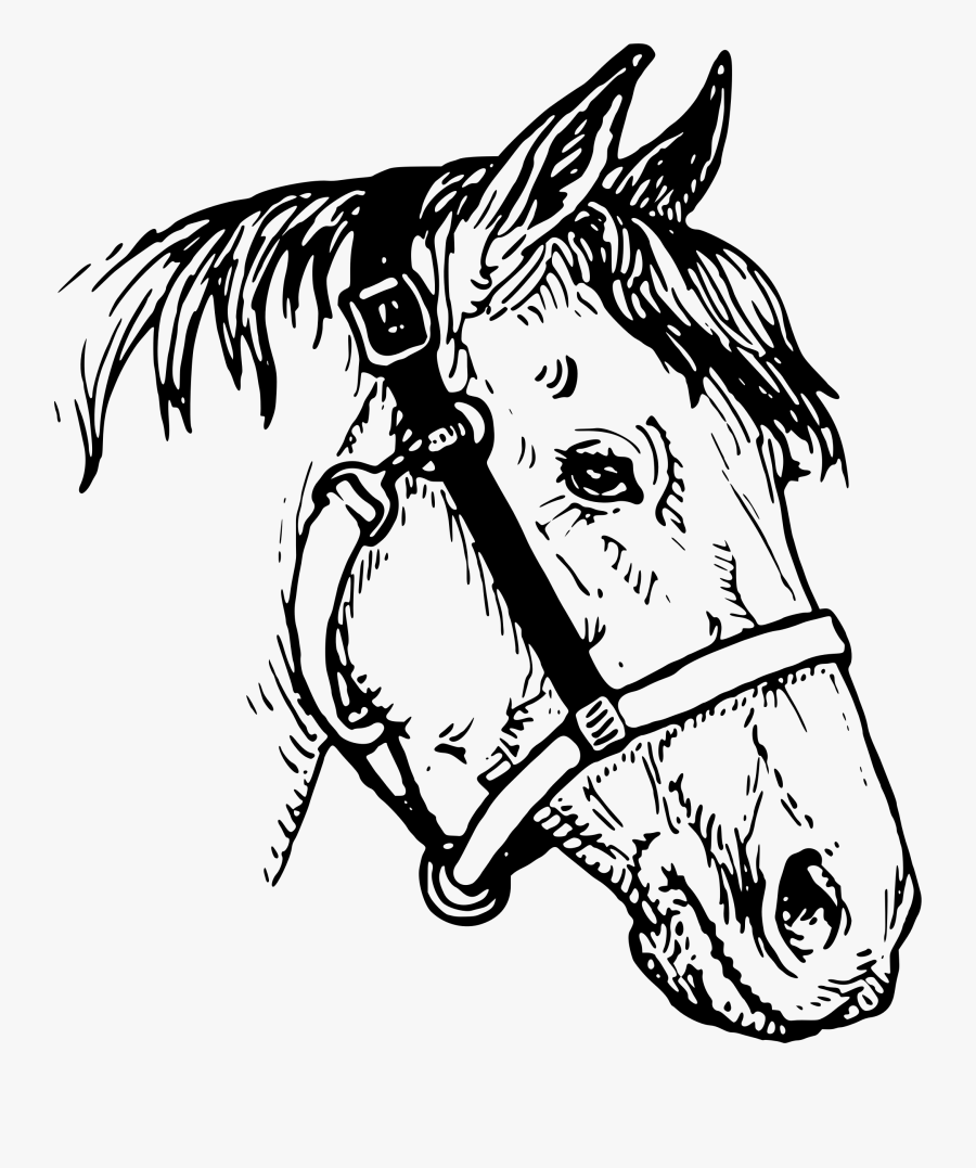 Clip Art Big Image Png - Horse Head Drawings Clip Art, Transparent Clipart
