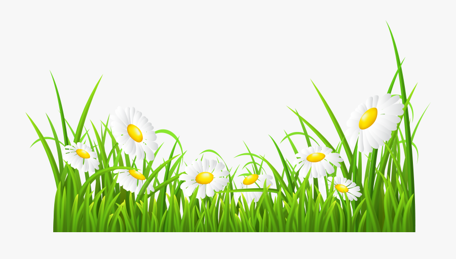 White Daisies And Transparent - Grass Transparent Clip Art, Transparent Clipart