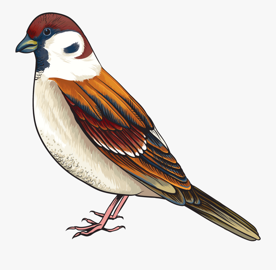 Bird Png Clipart - Realistic Bird Clip Art, Transparent Clipart