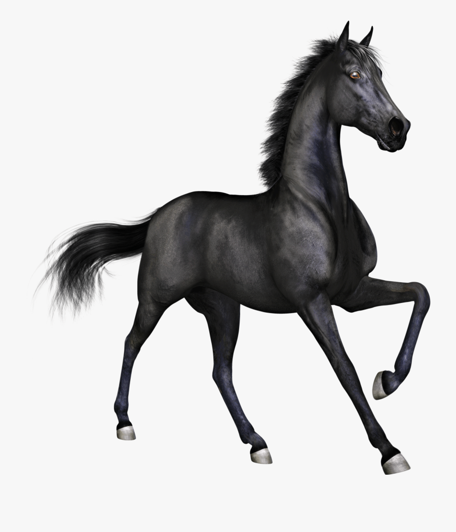 Free Thoroughbred Horse Clipart - Black Horse Png Hd, Transparent Clipart
