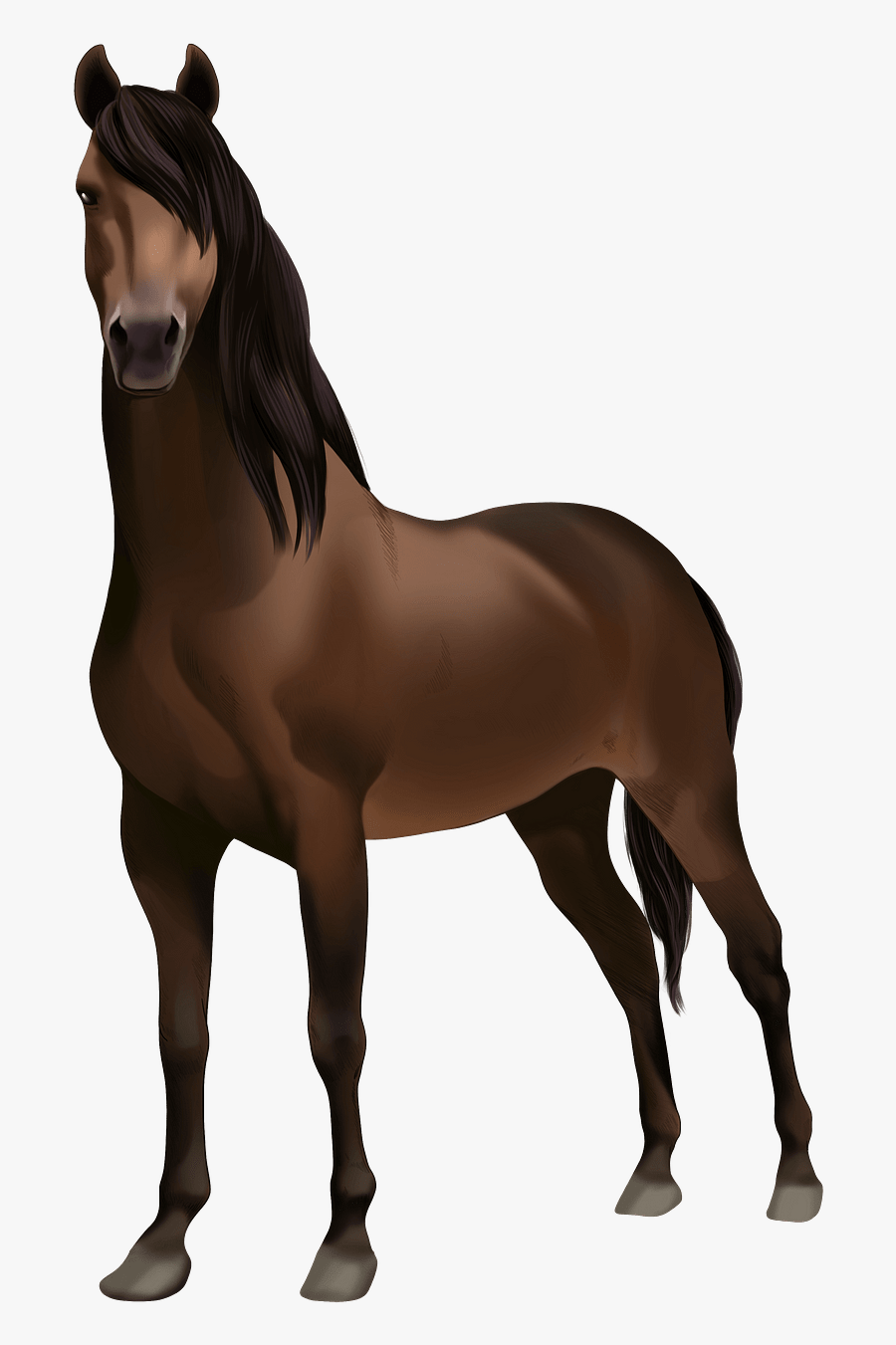 Stallion, Transparent Clipart