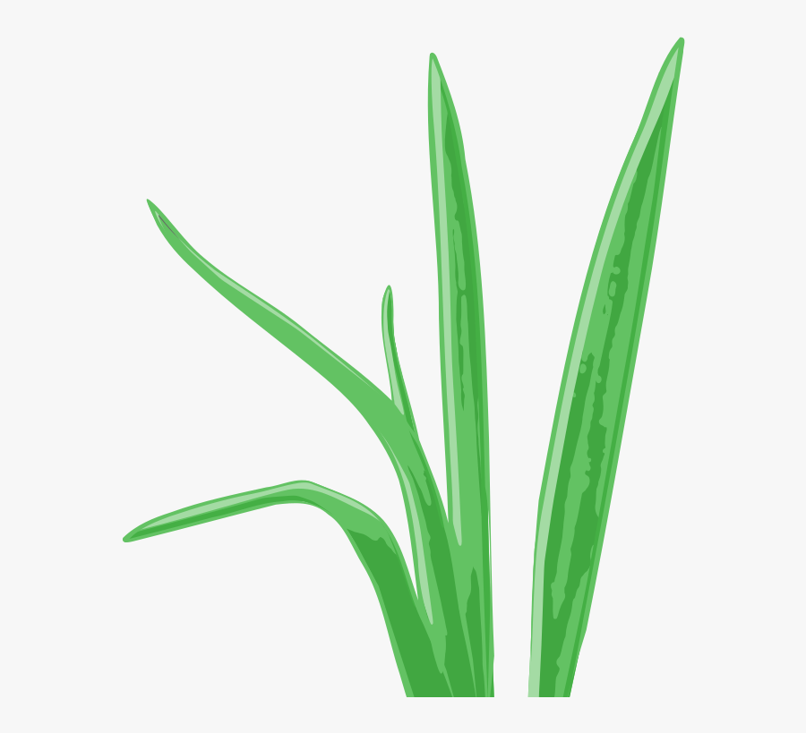 Tropical Grass Aquarium Plant Grass Vector, Royalty - Grass Vector, Transparent Clipart