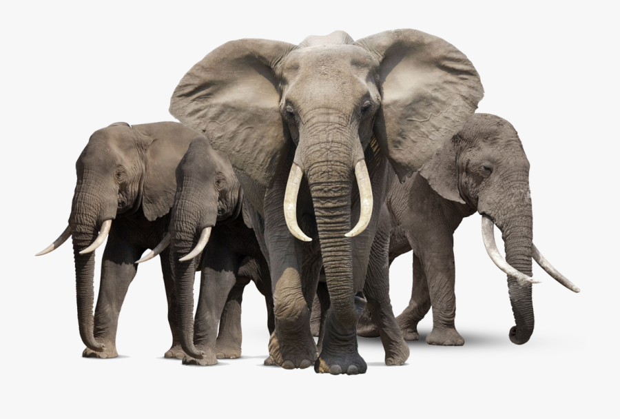Elephants Png, Transparent Clipart