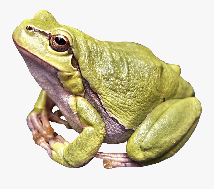 Frog Png, Transparent Clipart