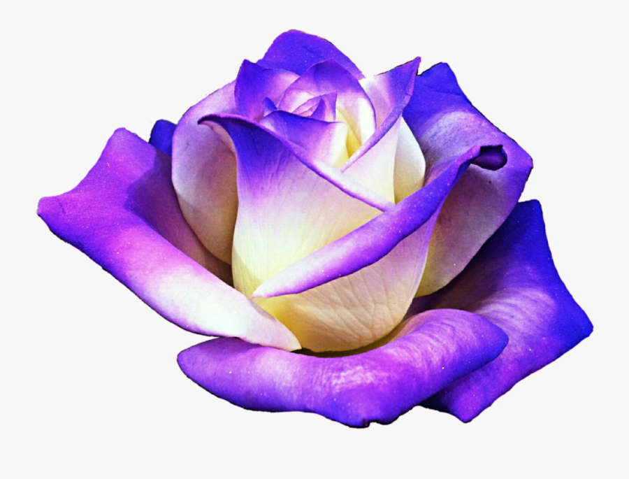 Purple Rose Clipart Png Format - Real Purple Flower Clipart, Transparent Clipart