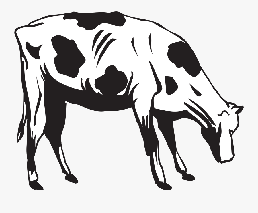 Cow Grazing Eating - Cow Eating Images Png, Transparent Clipart