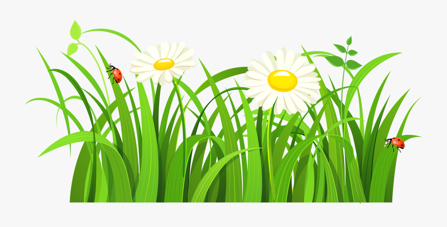 Daisy Clipart Grass, Transparent Clipart