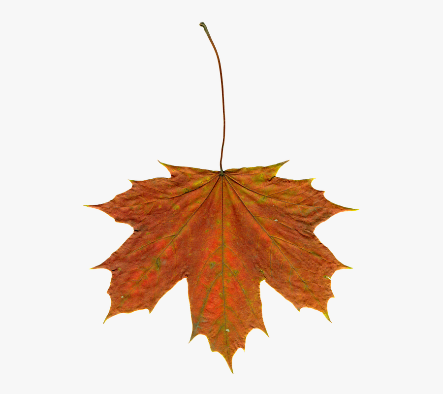 Fall Leaves Free Photo Leaves Autumn Clipart Image - Daun Png, Transparent Clipart