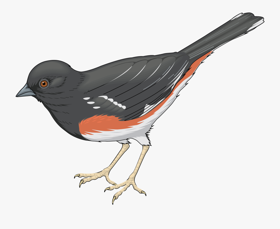 Grey Bird Png Clipart - Realistic Birds Clip Art, Transparent Clipart