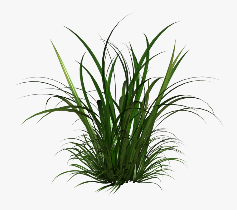 Tall Grass Clipart - Transparent Grass Png Texture, Transparent Clipart