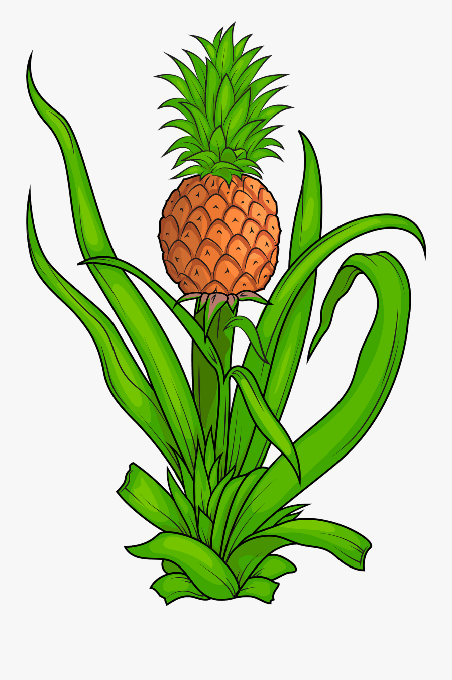 Pineapple, Transparent Clipart