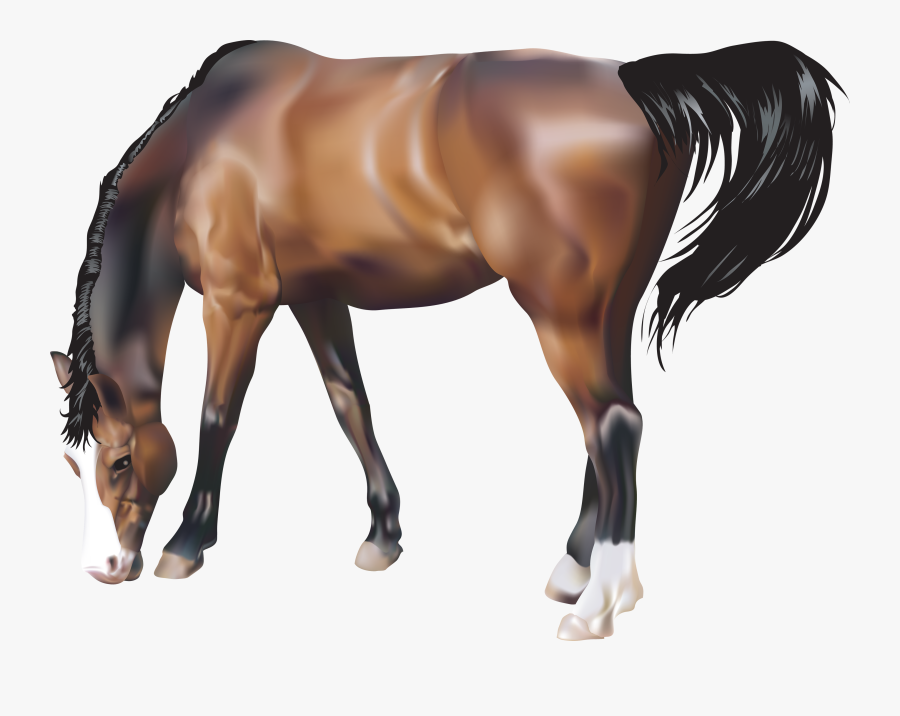 Horse Png, Transparent Clipart