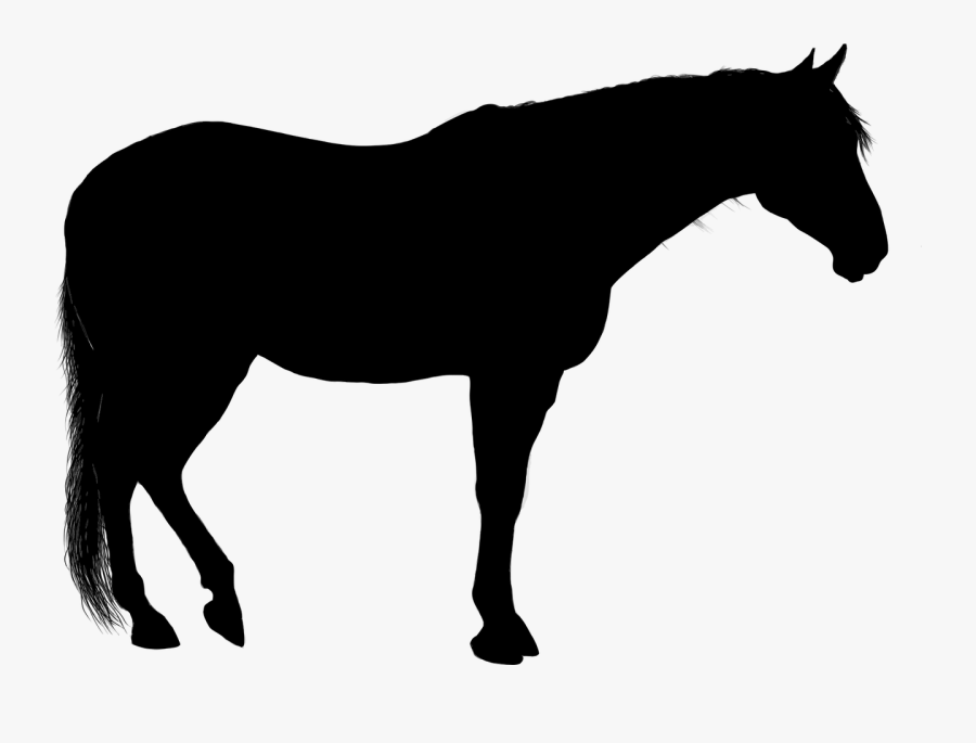 Clip Art American Quarter Stallion Silhouette - Horse Silhouette Png, Transparent Clipart