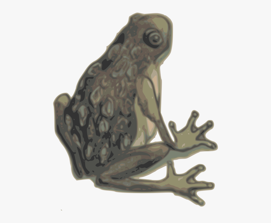 Bufo,toad,true Frog - Eastern Spadefoot, Transparent Clipart