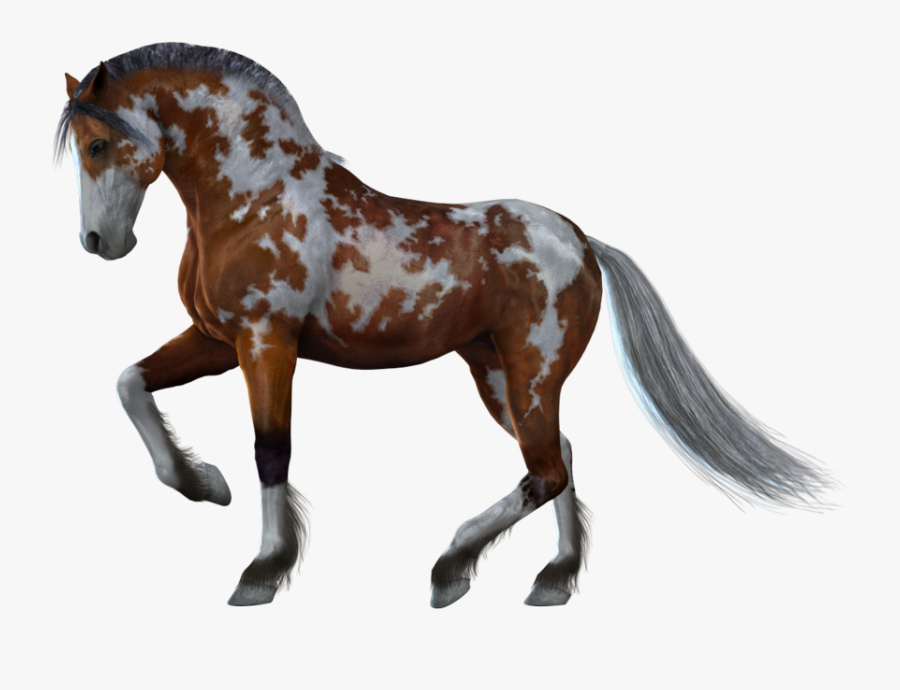 Horse Clipart Png Download - Horses With No Background, Transparent Clipart