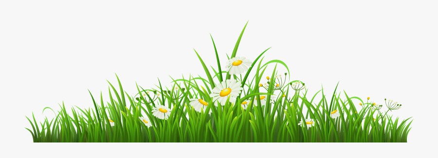 Chamomile Clipart Png Format - Chamomile Png, Transparent Clipart