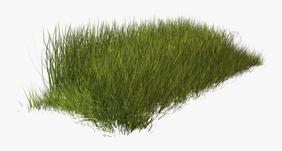 Grass Weeds, Grass Clipart, Weed, Plant Png Transparent - Grass And Weeds Png, Transparent Clipart