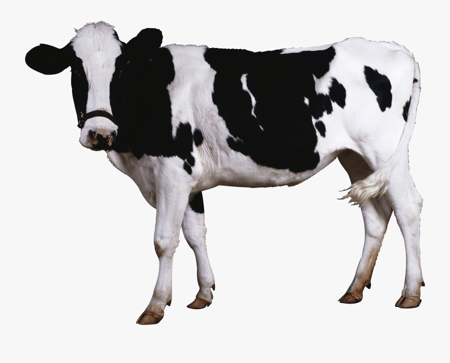 Baby Cow Png Hd Transparent Baby Cow Hd - Cow Transparent, Transparent Clipart