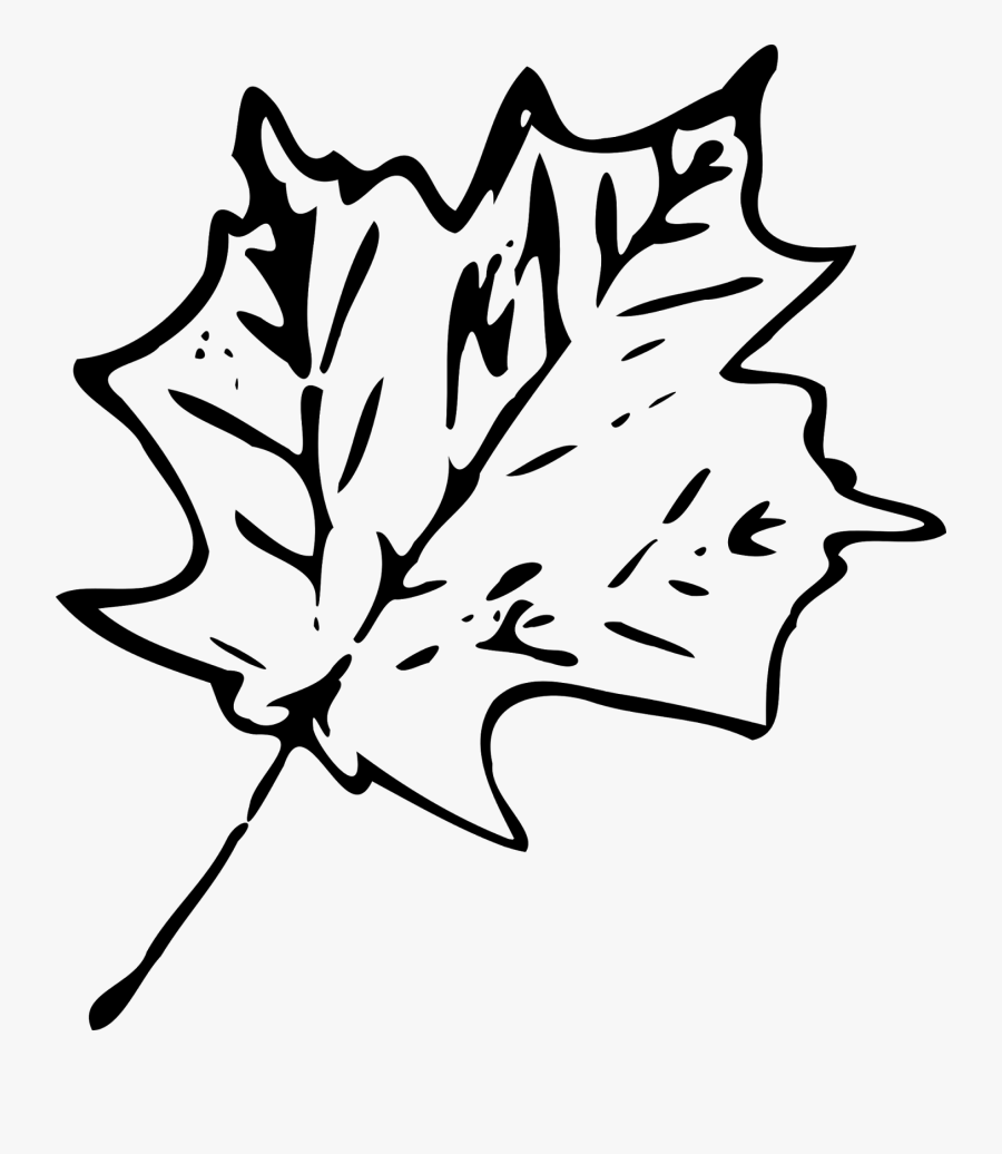 Maple - Clipart - Transparent Leaf Clipart Black And White, Transparent Clipart