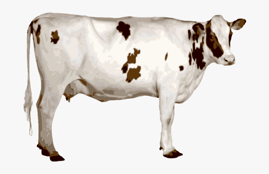 Cow Png - Indian Cow Image Png, Transparent Clipart