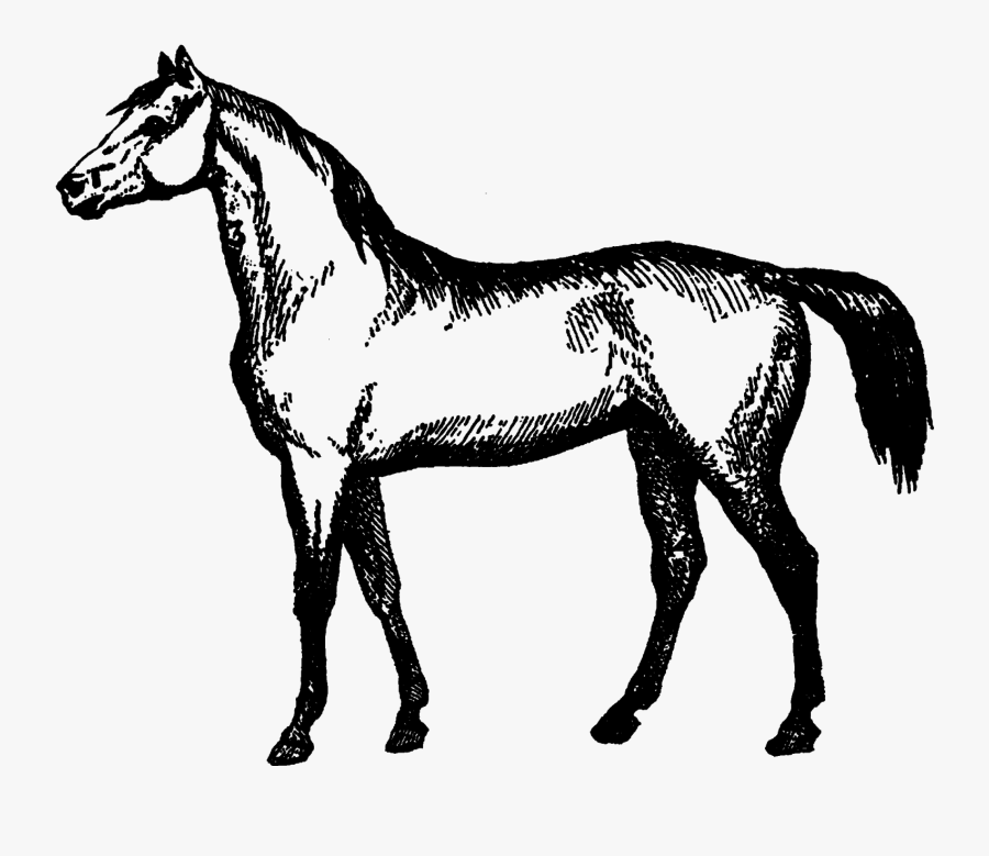 Riding Horse Clipart Artwork Drawing Crafting Supply - Mane, Transparent Clipart